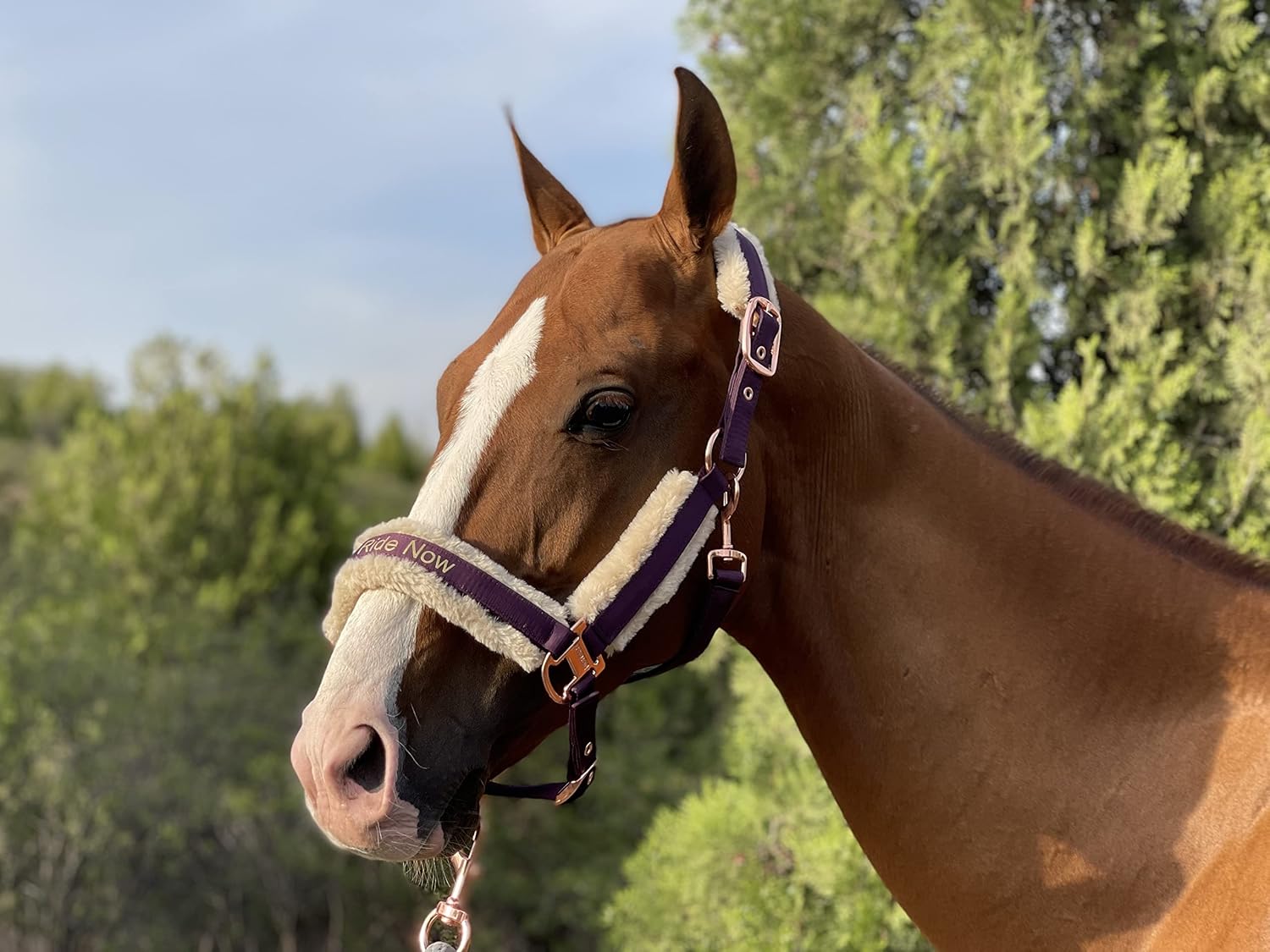 Ride Now Glossy Buckle Headcollar Horse Halter with Detachable Faux Fur Band