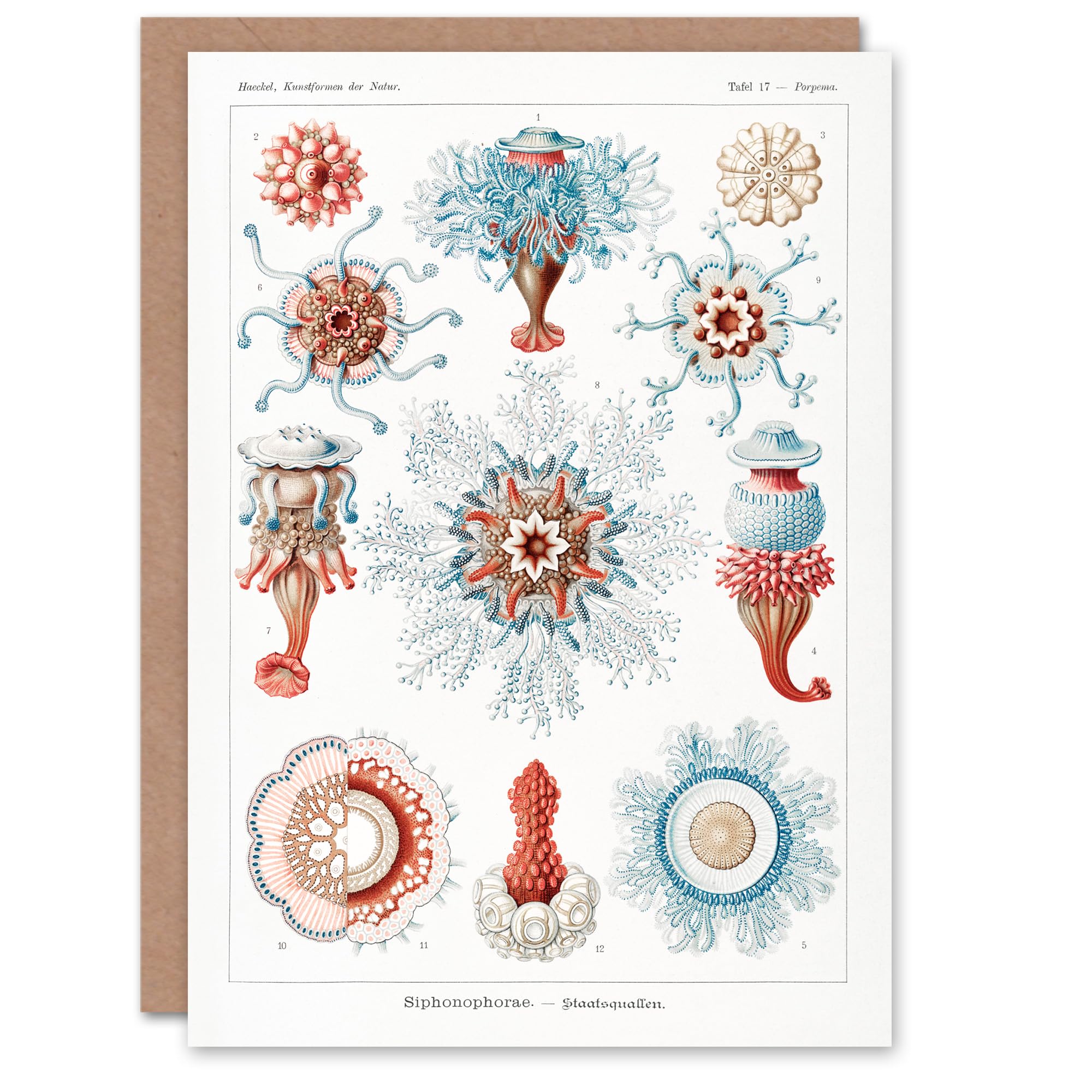 Artery8 Ernst Haeckel Art Card Siphonophorae Marine Life Illustration