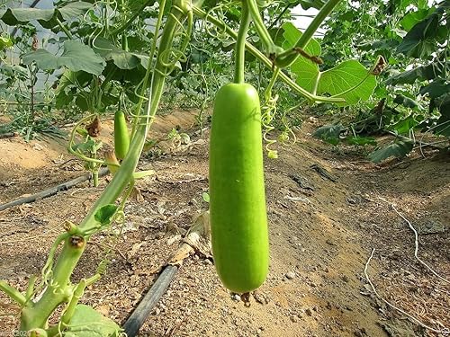 Miniatura 4 de Gaea's Blessing Semillas - Semillas de calabaza en botella - Opo Squash - Semillas sin OMG con instrucciones de siembra fáciles de seguir - NAM Tao