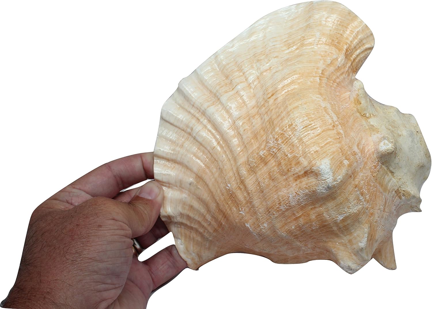 Giant Conch Horn Shell 8"9" Pink Queen Conch Shell Horn by