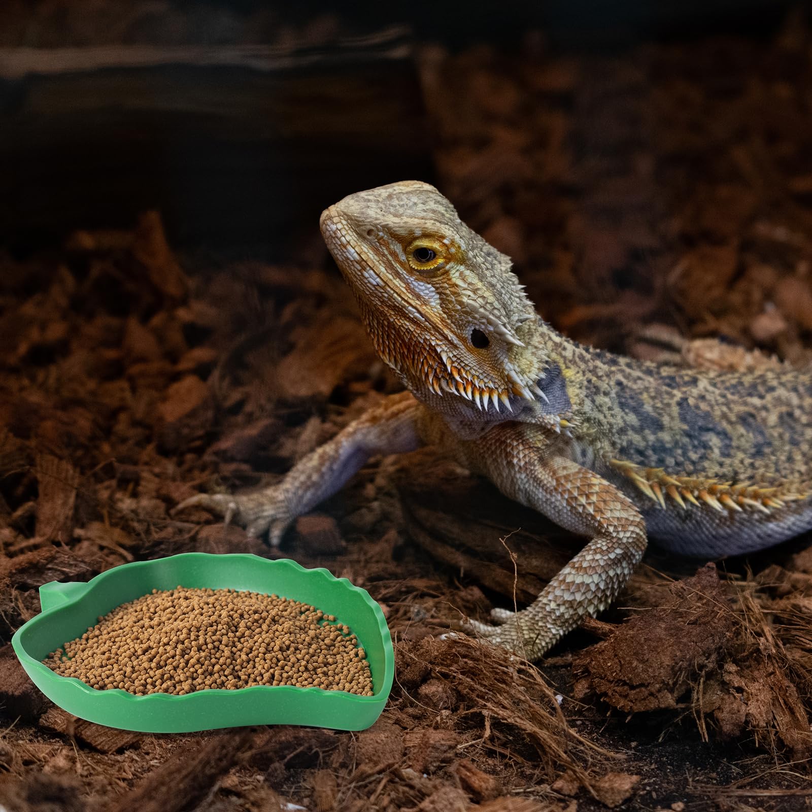 Abreuvoir Tortue Plat Forme de Mangue et Forme de Feuille Bols de Nourriture en Plastiques pour Reptiles lézards escargots Facile à nettoye, 4 Tailles différentes