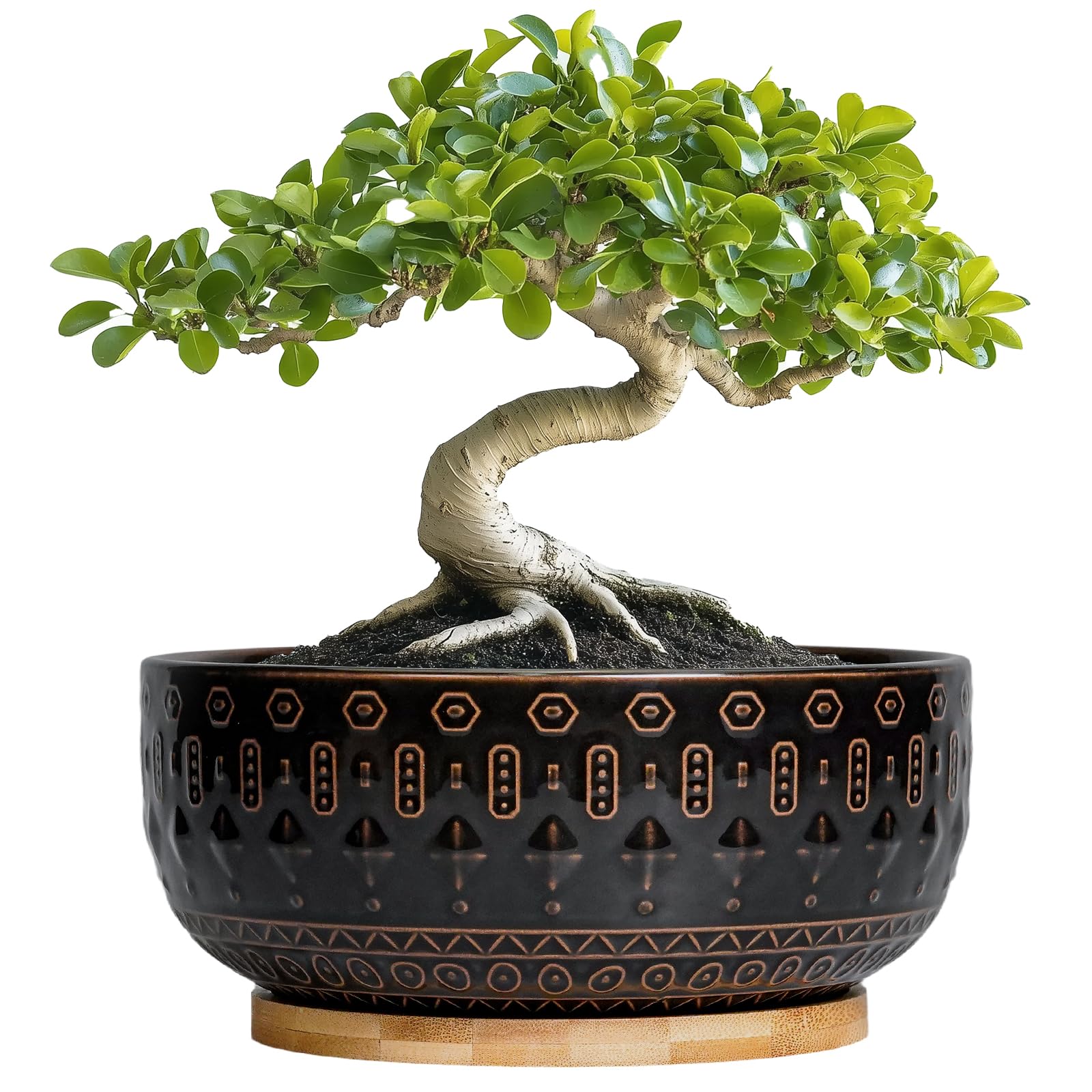 Bonsai Planter 8 Inch Black