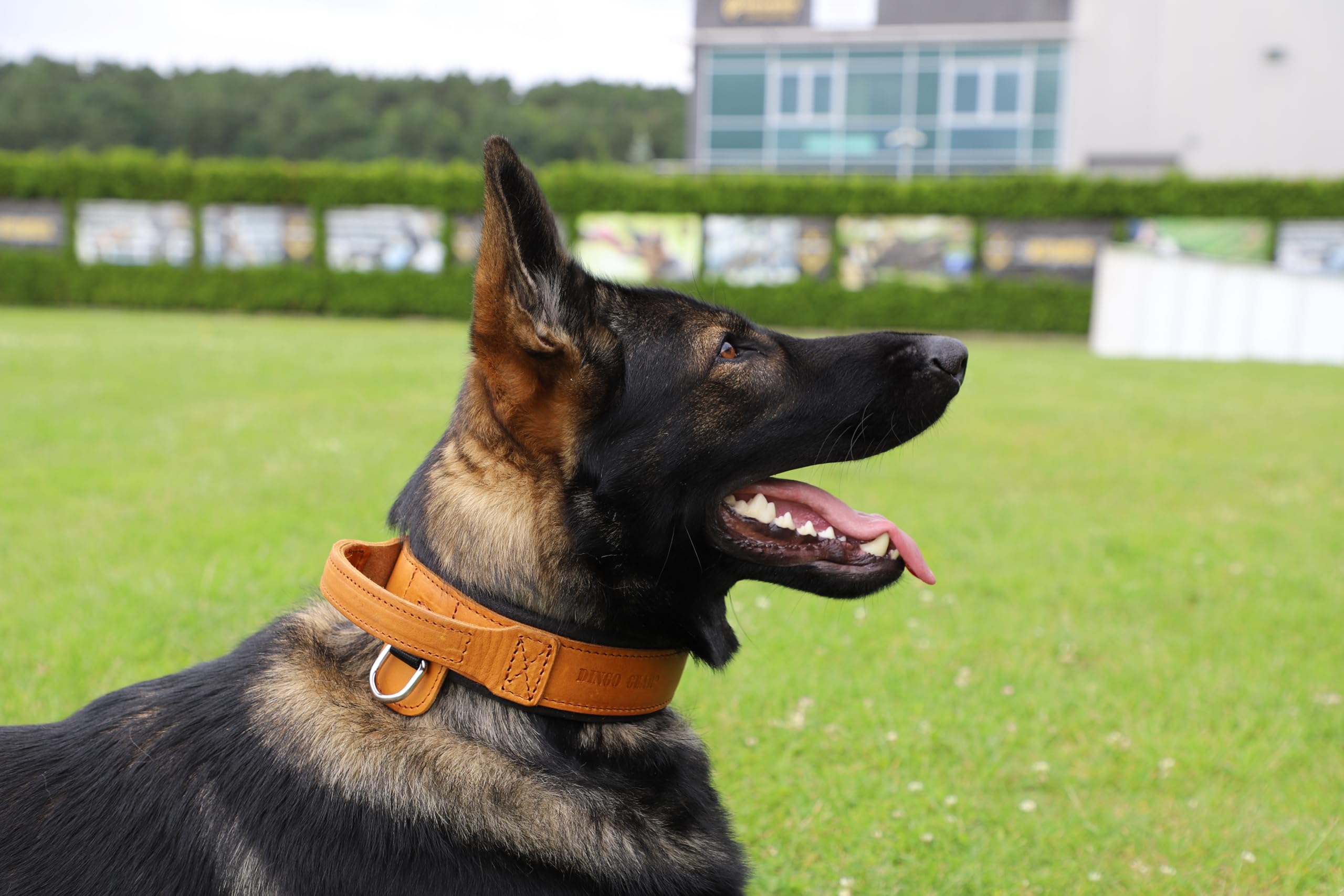 Dingo Gear Collar para Perro Drago de Cuero, Amortiguado con Asa Ancha y Fuerte, Hecho a Mano, Circunferencia del Cuello 40-48 cm, para Entrenamiento y Paseos, Marrón (S03910)
