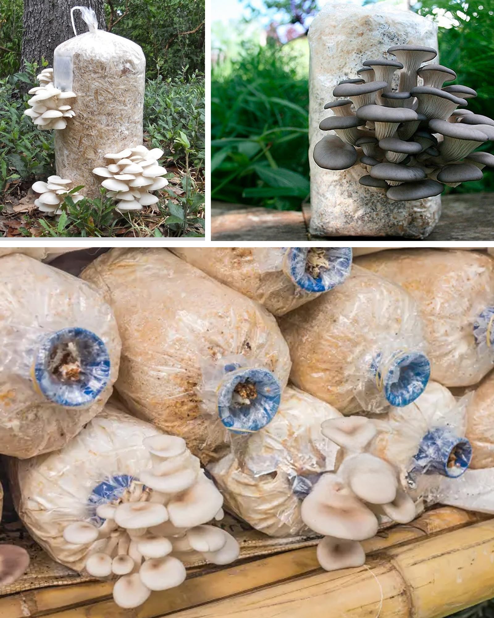 Lot de 50 sacs de culture de champignons : sacs de culture de champignons transparents pour champignons, Enoki, Shiitake, céréales, pleurotes (32 x 50 cm)