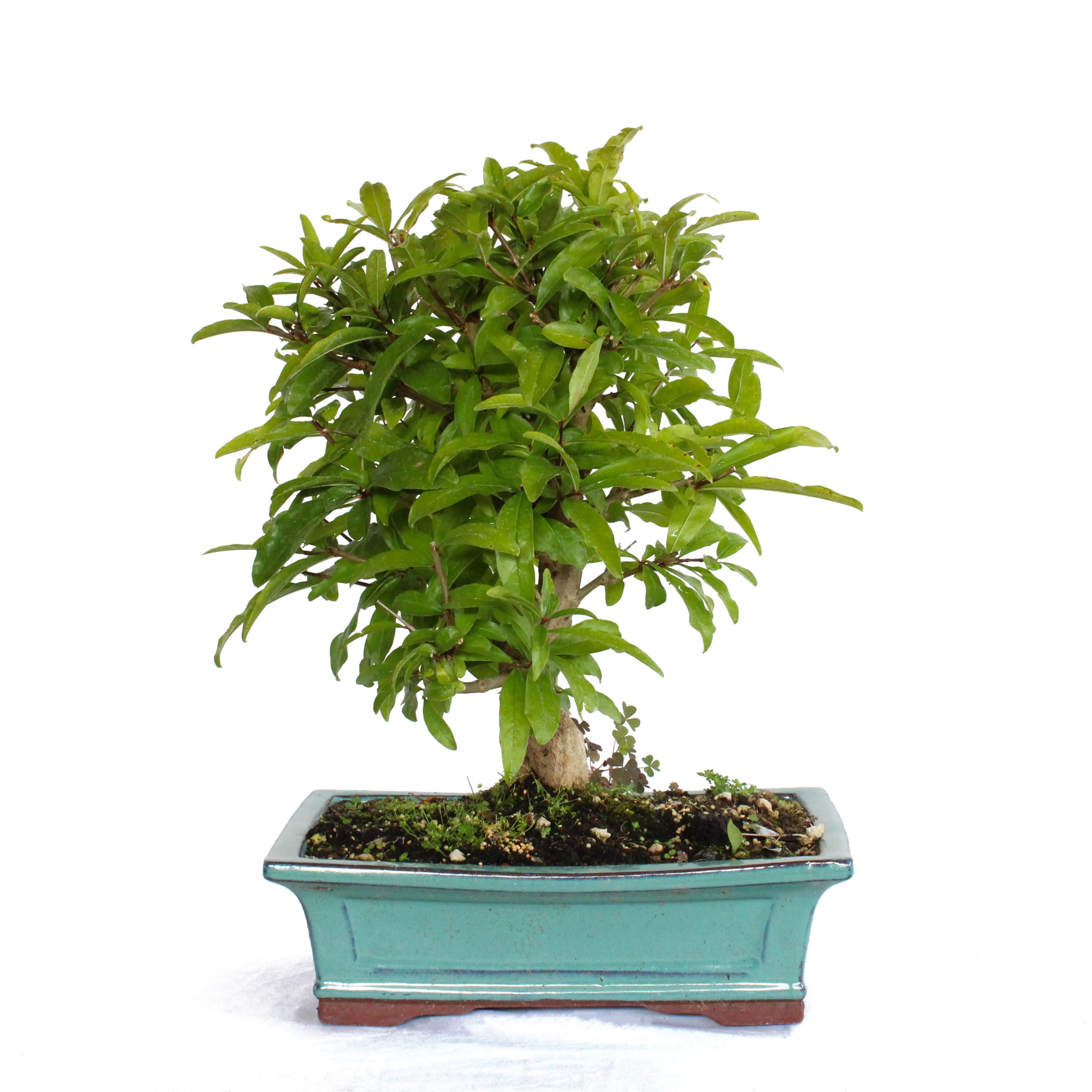 KENTIS - Bonsai des Granatapfelbaums aus Japan - Punica Granatum Bonsai Made in Japan - Echter Bonsai Baum - Hoch 30/40 cm Keramiktopf Ø 25 cm
