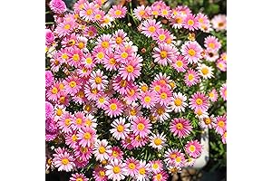 1000+ Pyrethrum Tanacetum Chrysanthemum Robinson's Plant Garden Flower Seed
