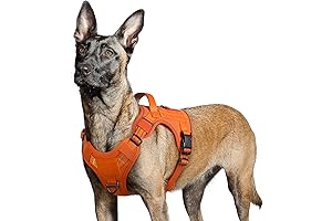 blaze orange dog harness