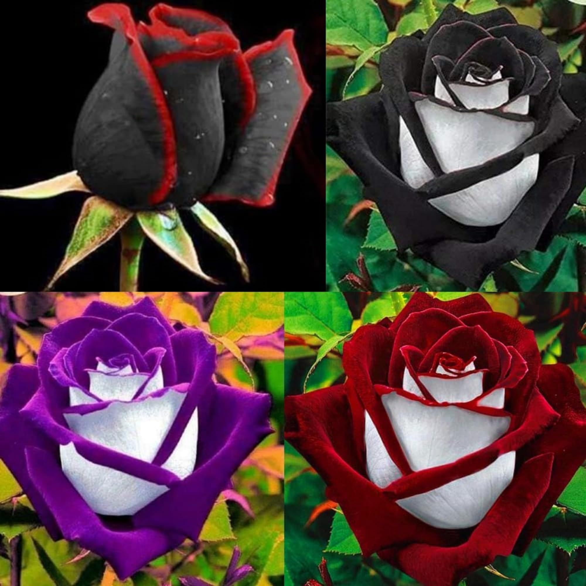 300+ Rare Rose Seeds for Planting