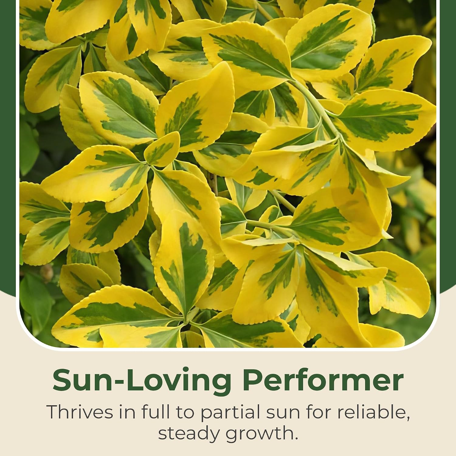 2.5 Qt. Euonymus Golden Flowering Shrub with White Blooms - Hardy & Adaptable Live Shrubs with Bright Green & Yellow Foliage - Evergreen Plants