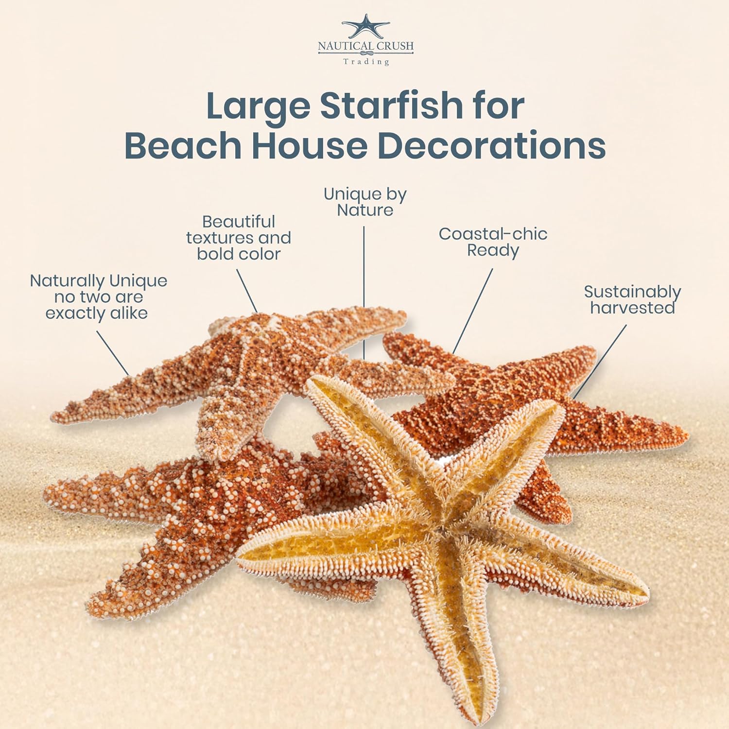 Nautical Crush Trading Real Starfish Decor- 5pk Large Brown Sugar Star fish (4-6in) - Starfish for Crafts - Star Fish Shells Decorations