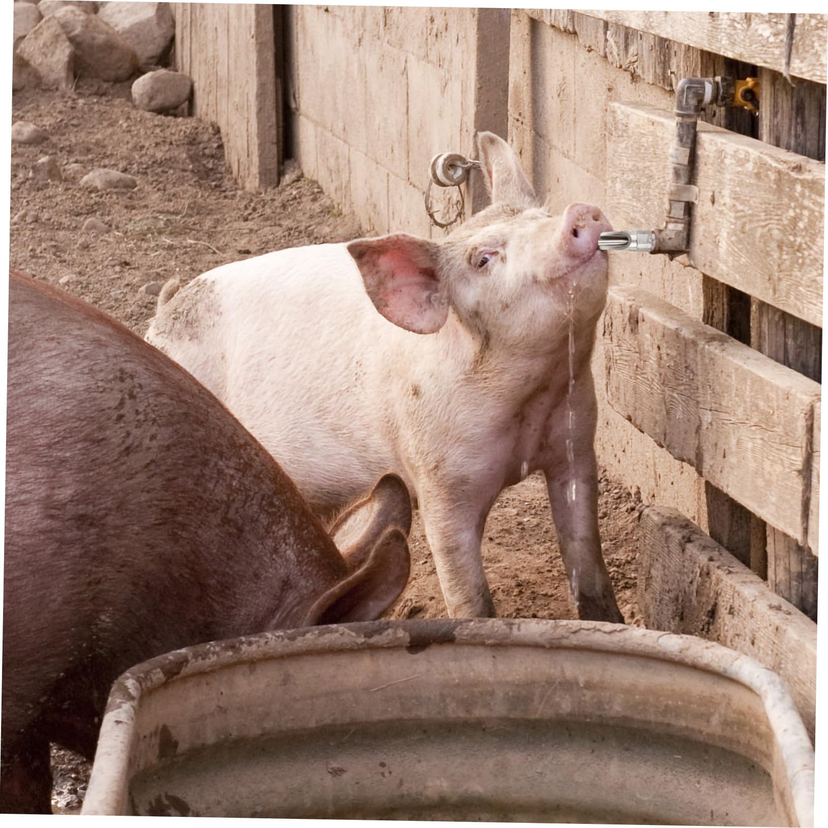 10 Stück Schweine Trinknippel aus Edelstahl Auslaufsicher mit Längerer Lebensdauer Silberfarbene Automatische Schweinetränke für Sauen und Ferkel