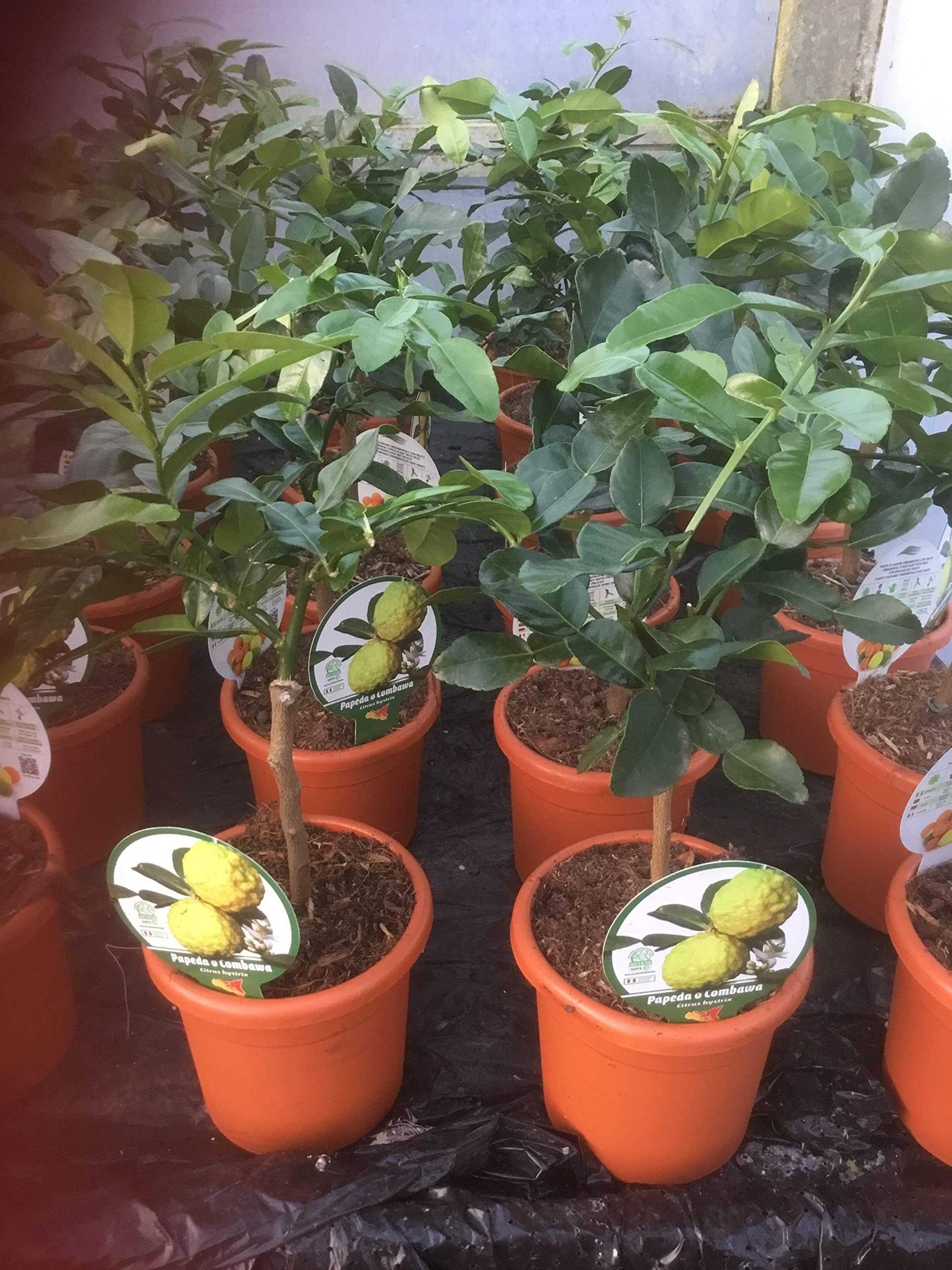 Citrus hystrix / Kaffir Lime Espalier : 1L Pot : 25-30cm High (exc pot)