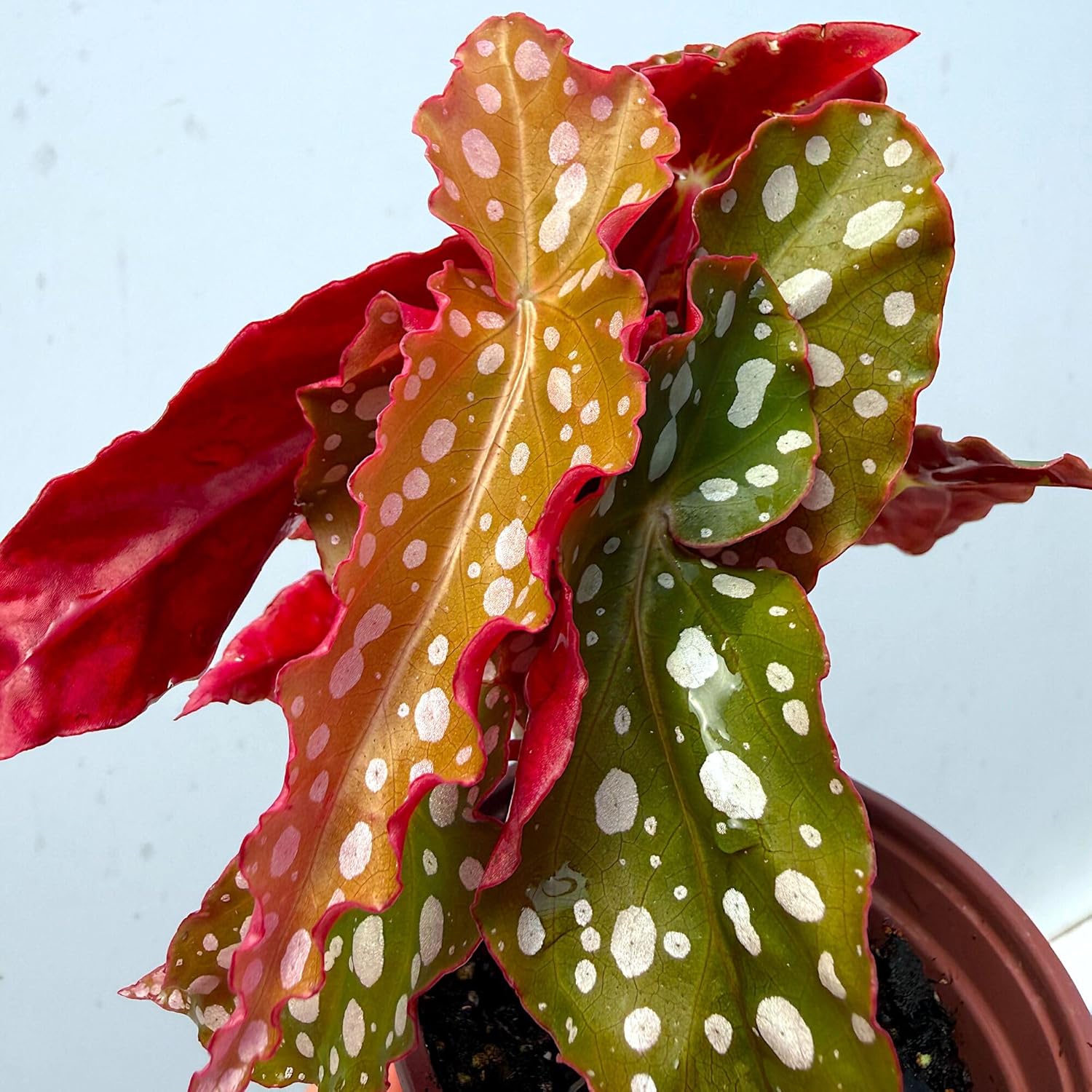 B. maculata 'Double Dot', Double Polka Dot/Spotty/Cane Begonia, houseplant, Two Times the Silvery Spots on Rare Angel Wing Plant, Container Size: 3.5"