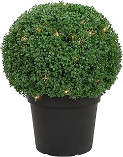 Northlight Pre-Lit Artificial Boxwood Ball Topiary in Round Pot Clear Lights, 20