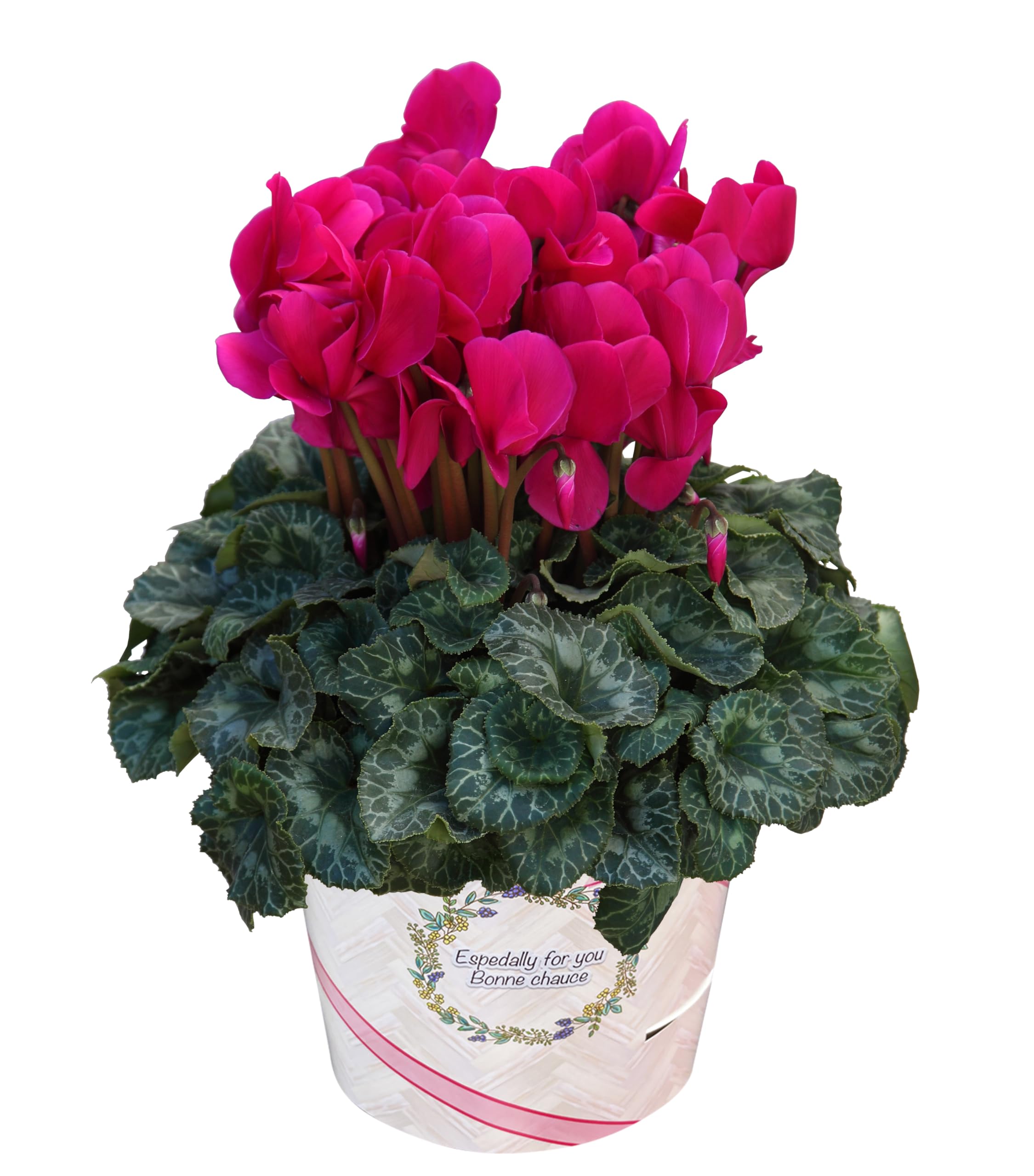 Amazon | 花のギフト社 シクラメン ギフト プレゼント 花 鉢植え 鉢花