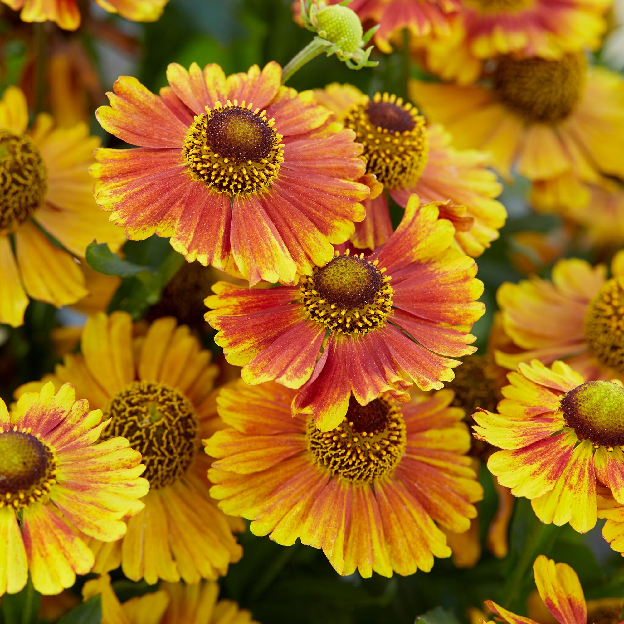 Helenium Peach Sundae - Real Outdoor Plants - Hardy Perennial Sneezeweed - Live Garden Plant for Borders, Beds, and Containers - Bright Yellow and Red Daisy-Like Flowers (9 cm Pot, 10-20 cm)