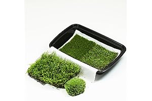 Nature's Bounty: Your Oasis of Living Moss