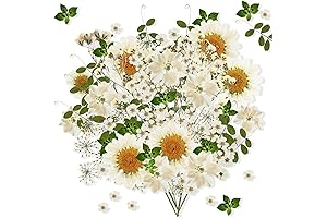 Nuanchu White Edible Pressed Flowers for Elegant Decor and Culinary Creations