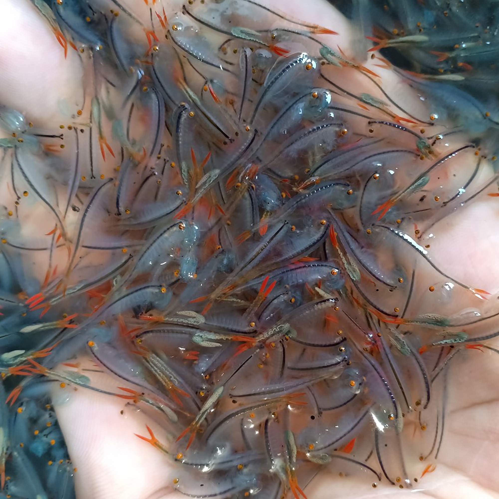 25,000X Fairy Shrimp Eggs 0.15 g. Live Feed for Betta Guppy Discus Tropical Fish