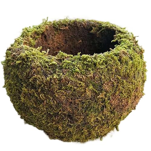 2-Pack Moss Ball, 6 Inch Decorative Moss Planter with 3