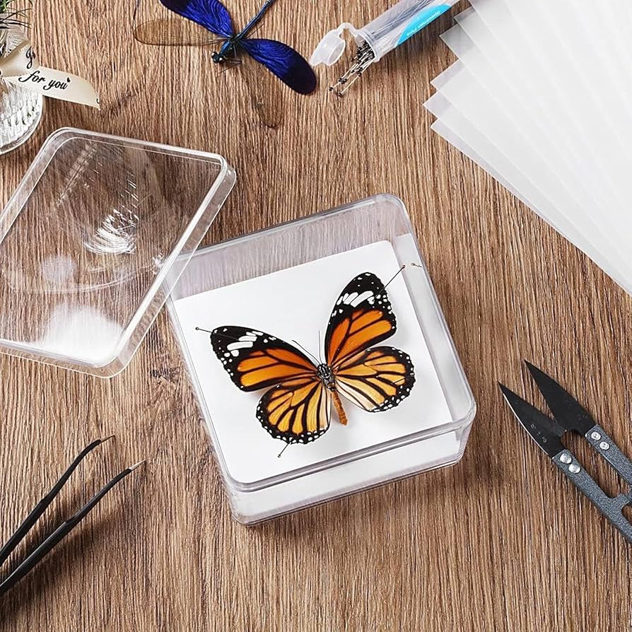 昆虫標本セットフレーム付き Amazon | 昆虫標本キット - 昆虫検体キット、14.5x14.5x7.5cm