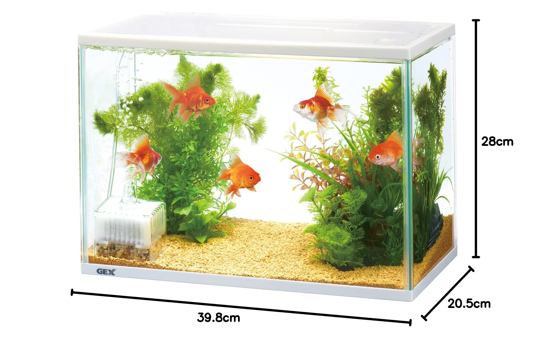 Amazon | GEX 金魚元気 ぶくぶく水キレイセットL 初めて飼育簡単セット