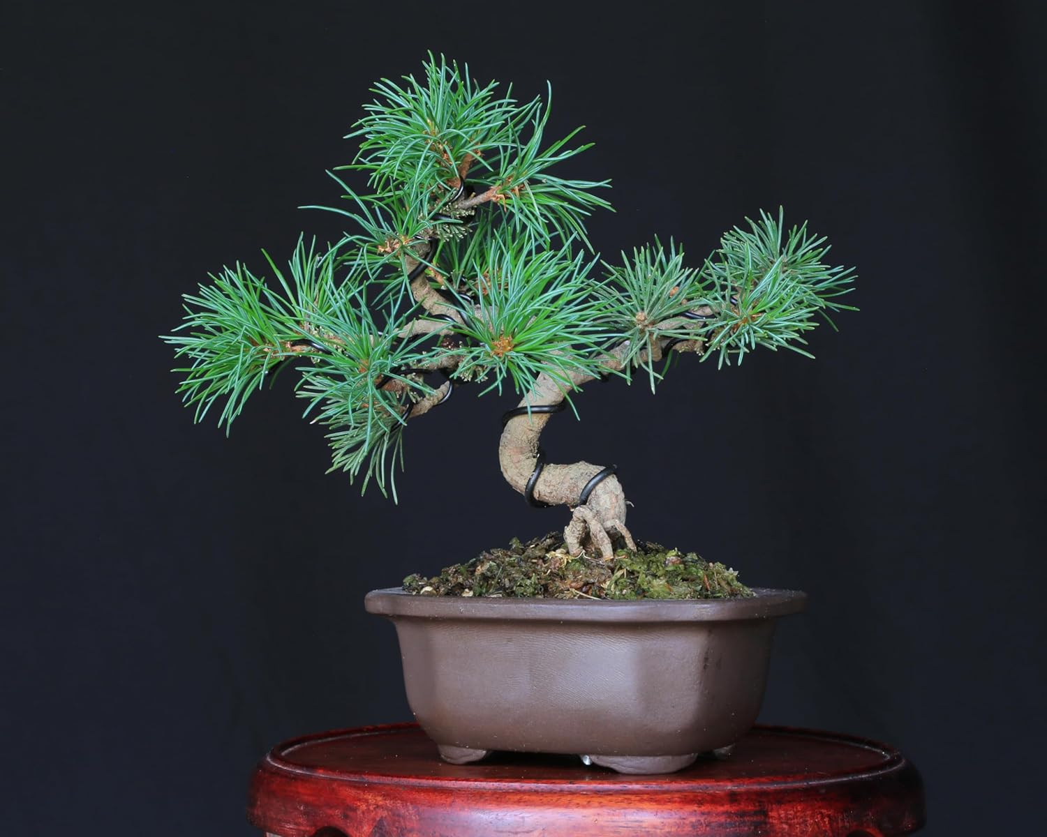 吾妻五葉松【大巓性】ダイテンショウ 実生 根上り 小品盆栽【泰寿園