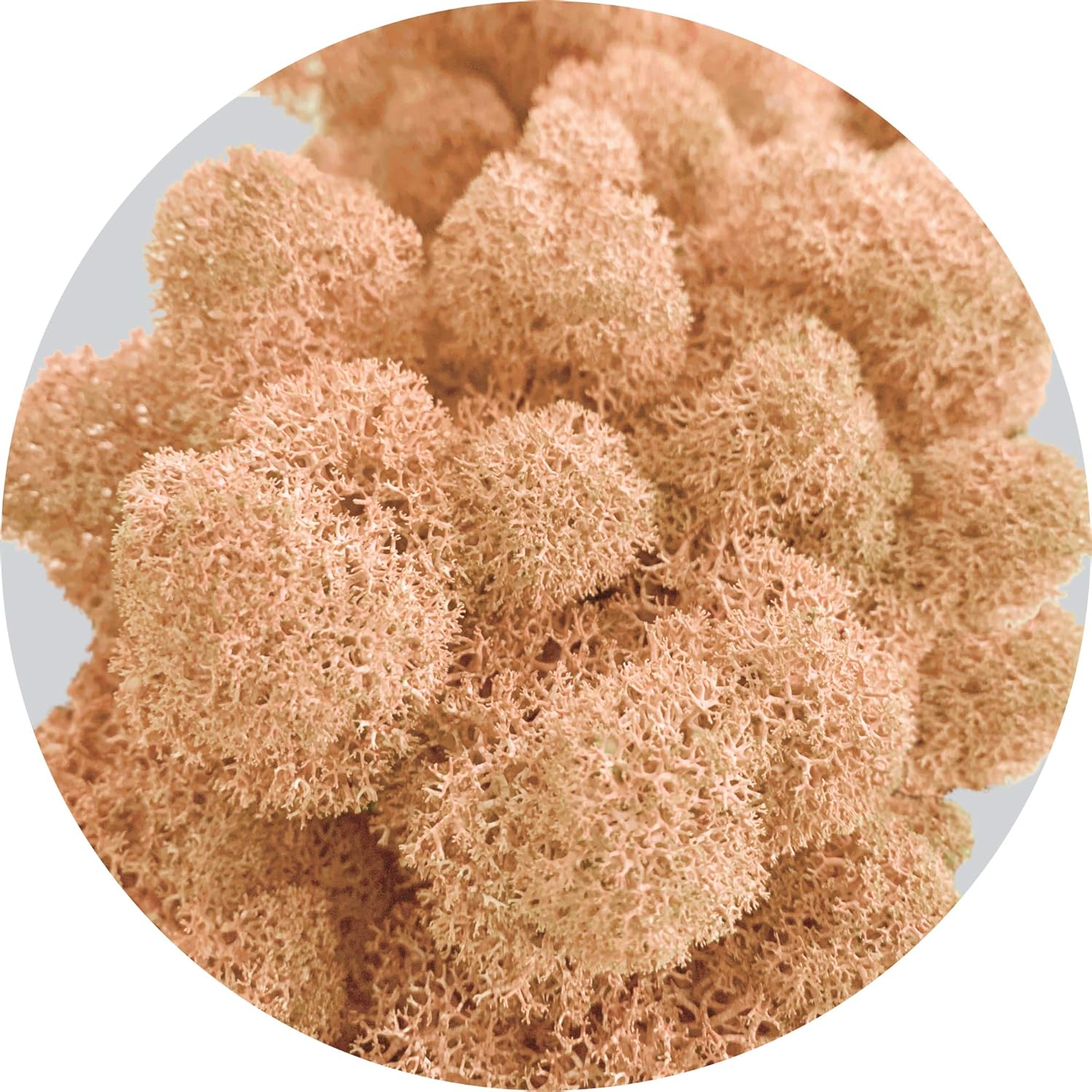 Real Preserved Natural Moss in 1 oz / 2 oz / 3.5 oz/Vibrant