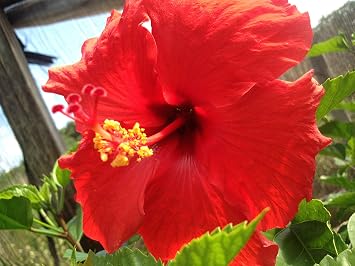Hawaiian Red Hibiscus Cutting by Discount Hawaiian Gifts