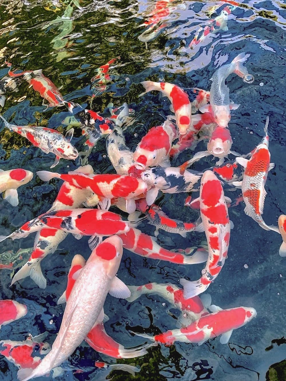 Dainichi Koi Fish Food, All-Season 11 lb Bag – Medium Floating Pellets (5.5 mm) for Koi, Goldfish and Pond Fish – Cold-Weather and Winter Formula – Easily Digestible Wheat Germ Formula