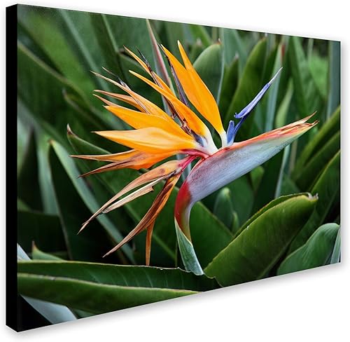 Miniatura 2 de Bird of Paradise por Pierre Leclerc, arte de pared en lienzo de 22 x 32 pulgadas