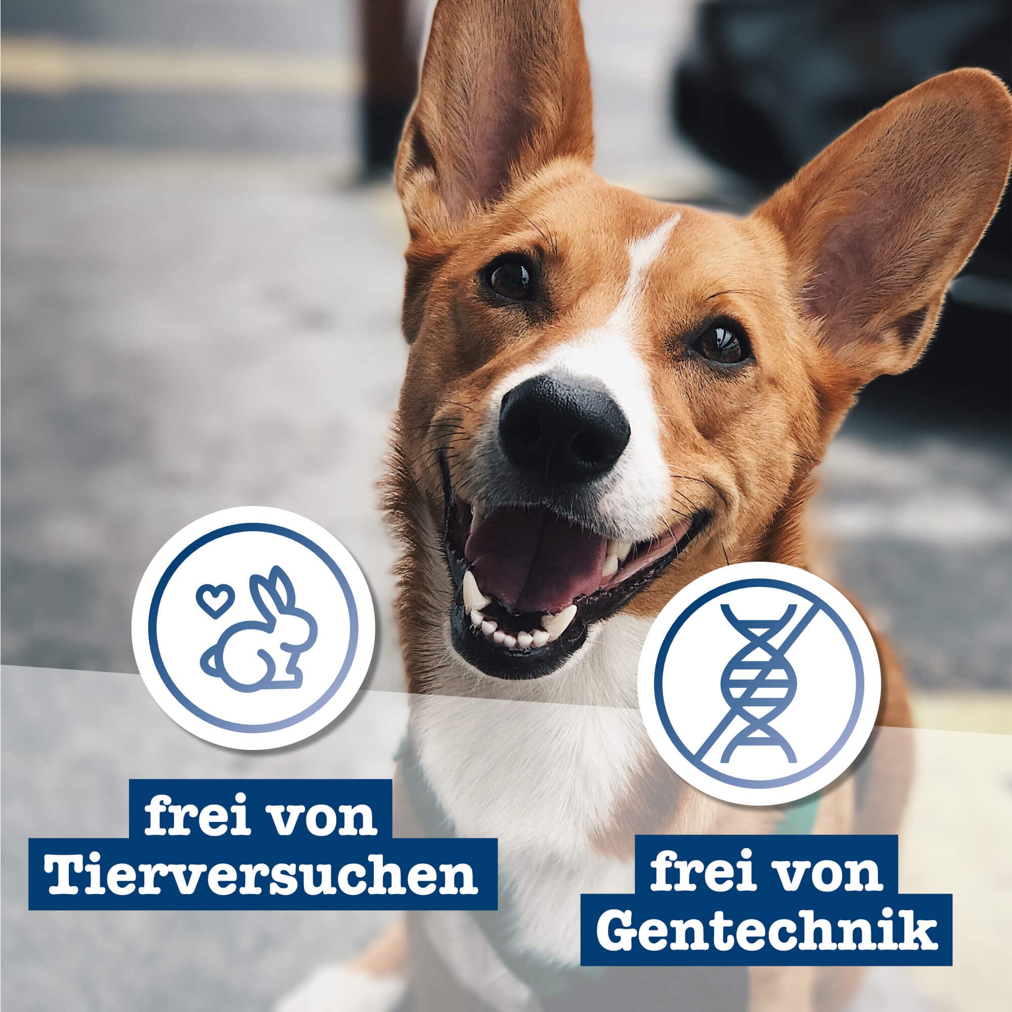 Bozita Meaty Bites Hondensnack met 95% hert & eend – 70 g graanvrije hondensnoepjes zonder kip & glycerine – smakelijke hondentraktaties, ideaal als traktatie voor honden tijdens training en als