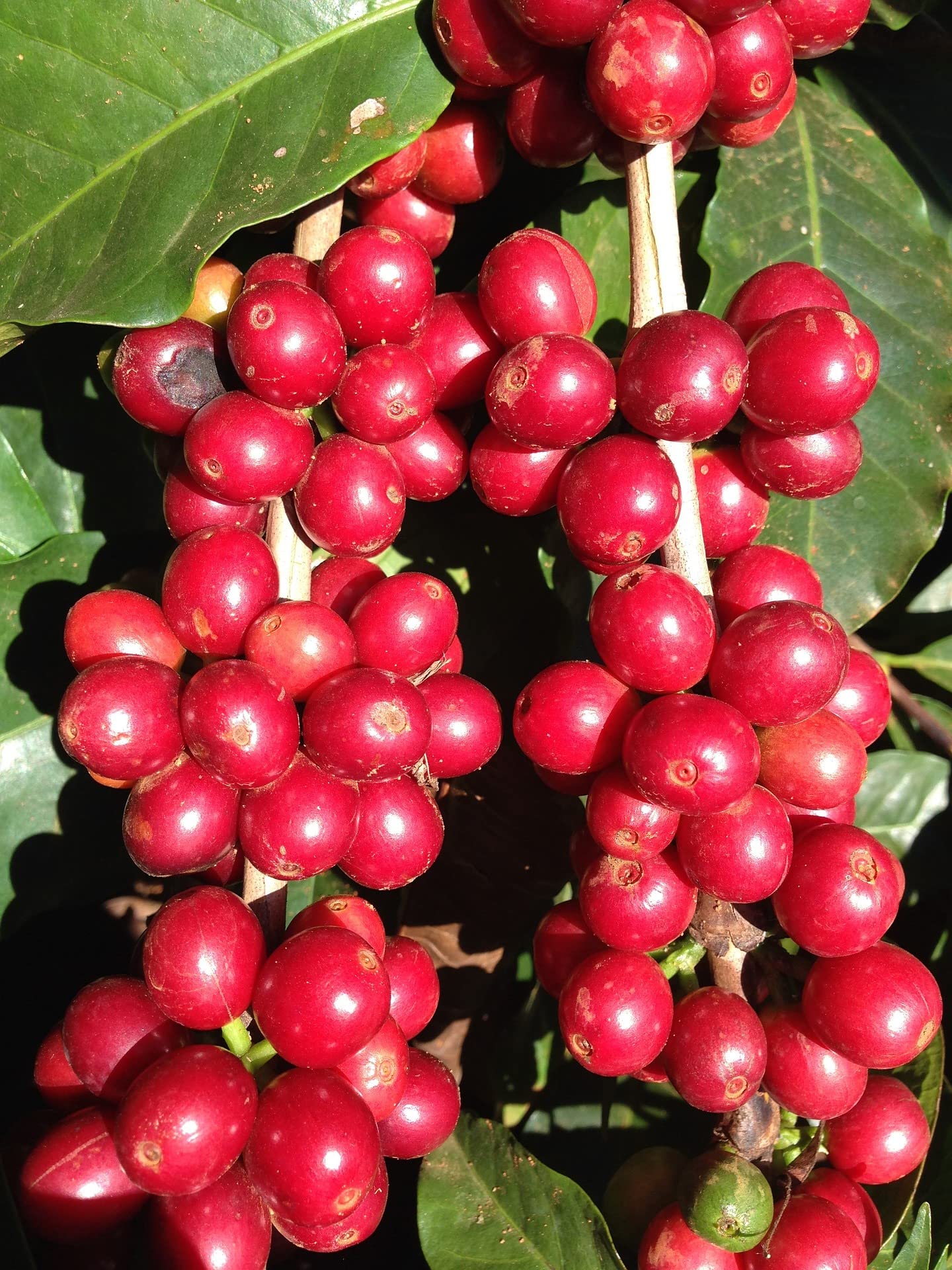 chicco di caffè Bio Espresso Sumatera ganze Bohnen Großpackung 2,5kg | Bio-Qualität, mit Arabica & Robusta, Herkunft Sumatra & Brasilien & Kolumbien, ausgewogenes Aroma, für Genießer