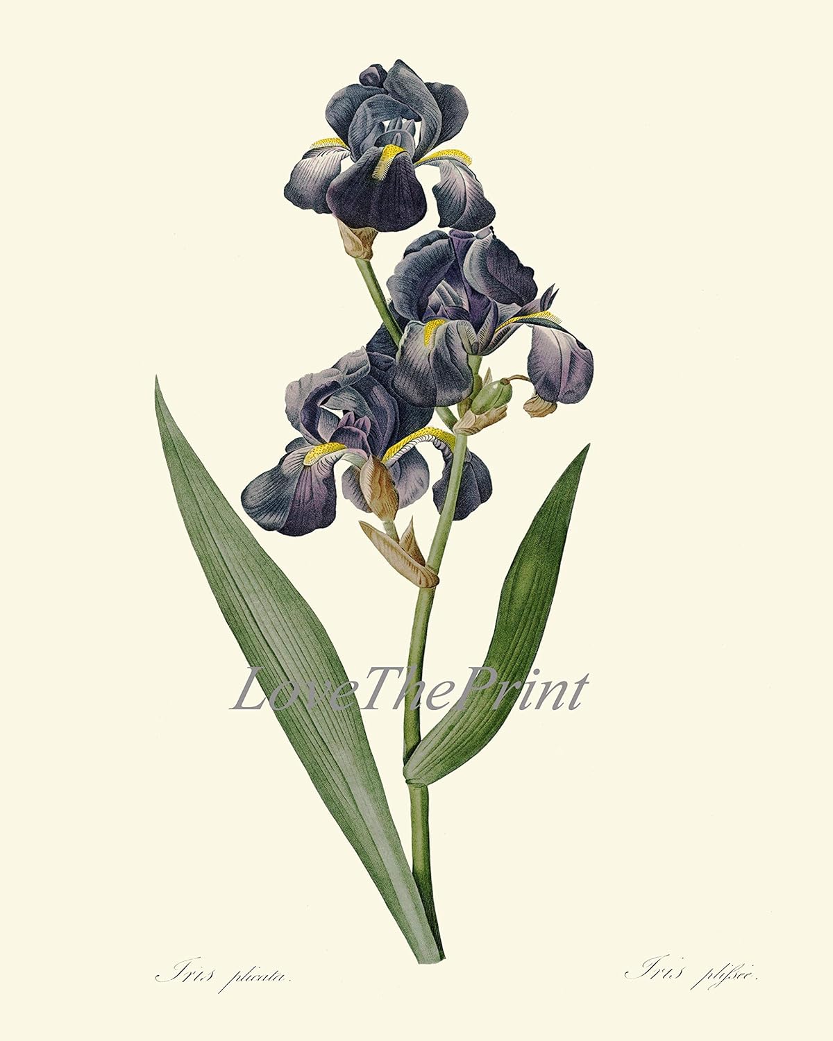 LoveThePrint Blue Iris Flowers Botanical Wall Art Prints set of 6 Beautiful Antique Bedroom Living Dining Kitchen Office Garden Illustration Birthday Gift for Her Present Home Decor RE