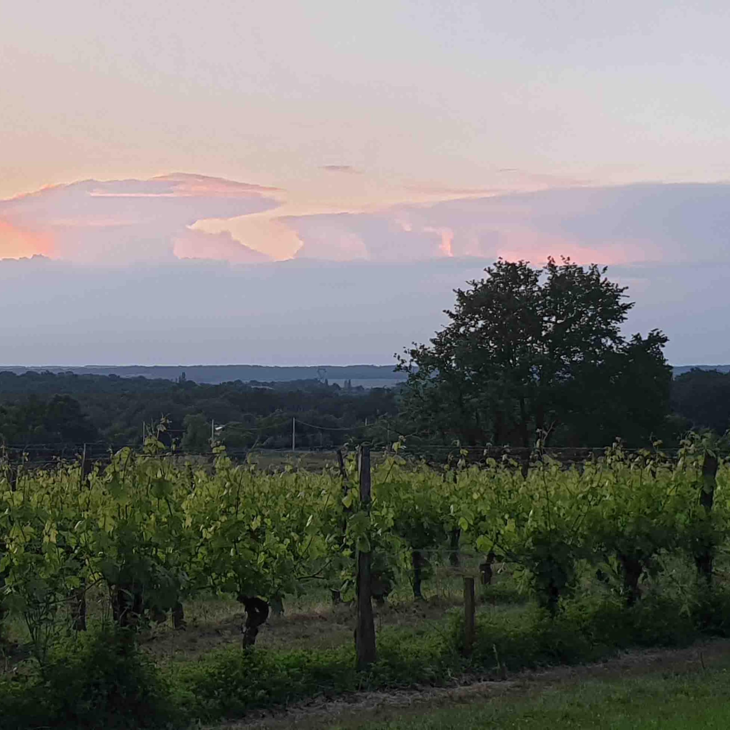 Château Chavrignac - Grand Vin de Bordeaux Rouge AOC Bio - Médaillé Or - Cuvée Bacchus 2022- Cultivé en Biodynamie - Cabernet Sauvignon - Bouteille de 75cl (6)