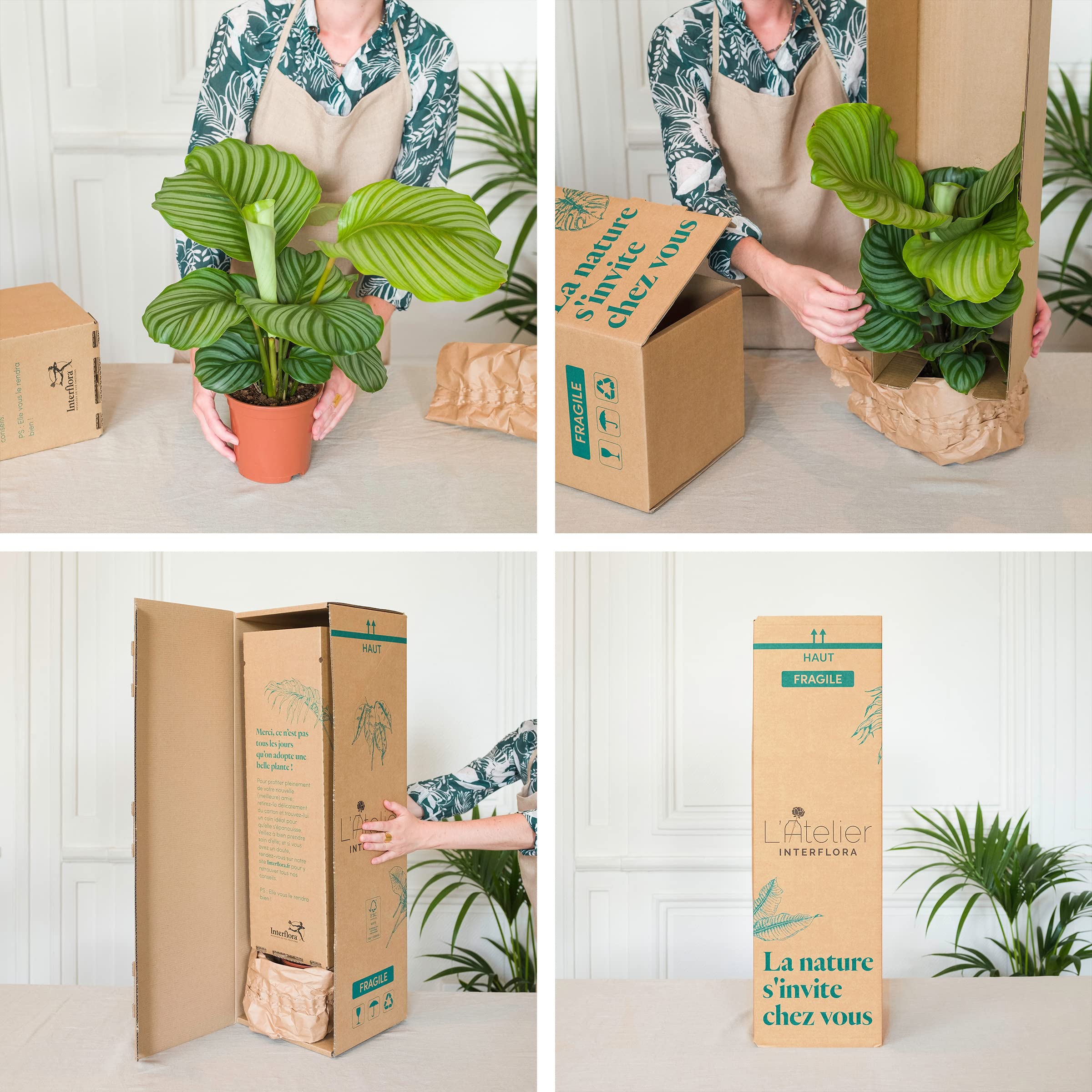 Bonsai Carmona Plante d'intérieur Fabrication Française Artisanale Cadeau
