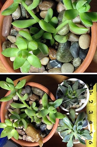 Voulosimi 12 LBS River Rock Stones, Natural Decorative Polished Mixed Pebbles Gravel,Outdoor Decorative Stones for Plant Aquariums, Landscaping, Vase Fillers(Mixed Colors,9 LB)