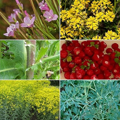 Colección de semillas de jardín de hierbas medicinales #10 – Un paquete variado de 6 semillas de hierbas medicinales raras. CÁPSULAS DE SEMILLAS