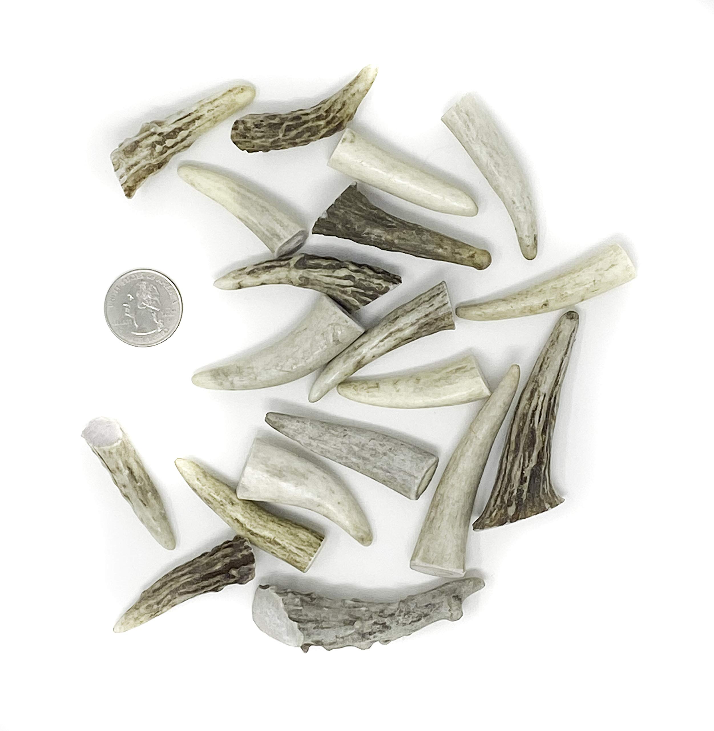 Natural Dakota Deer Antler Crafting Points (Jewelry, Home Décor, Crafts) Antler Tips, Tines, Points (1
