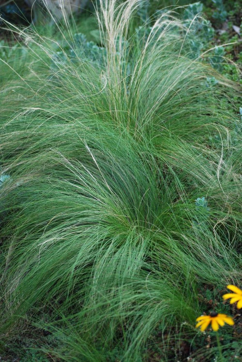 Nassella tenuissima (Mexican Feather Grass)
