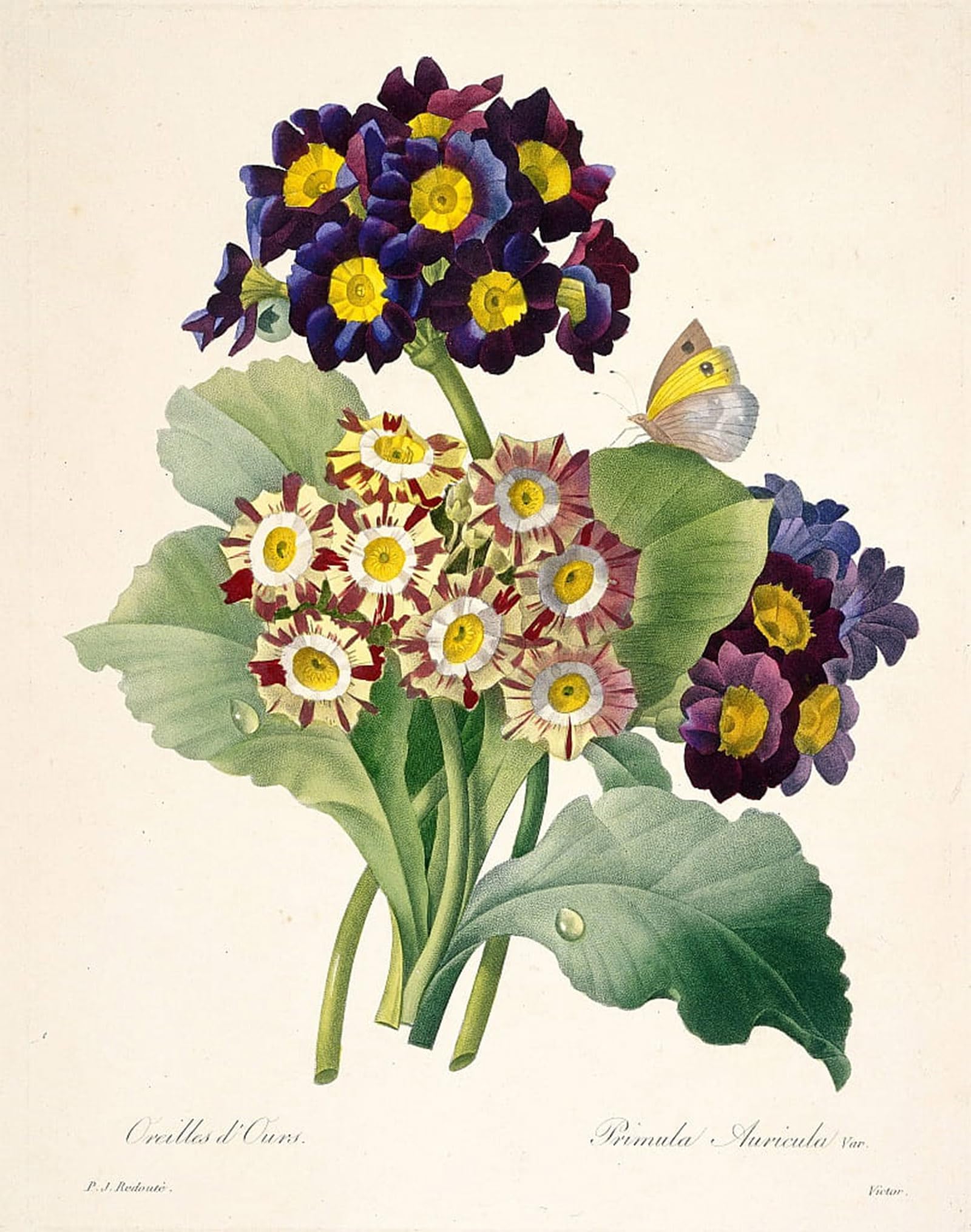 POSTERIIk Famous Animal Posters Vintage Picture Primula auricula Primroses by Pierre Redouté Modern Wall Decor for Home Decor 60x90cm