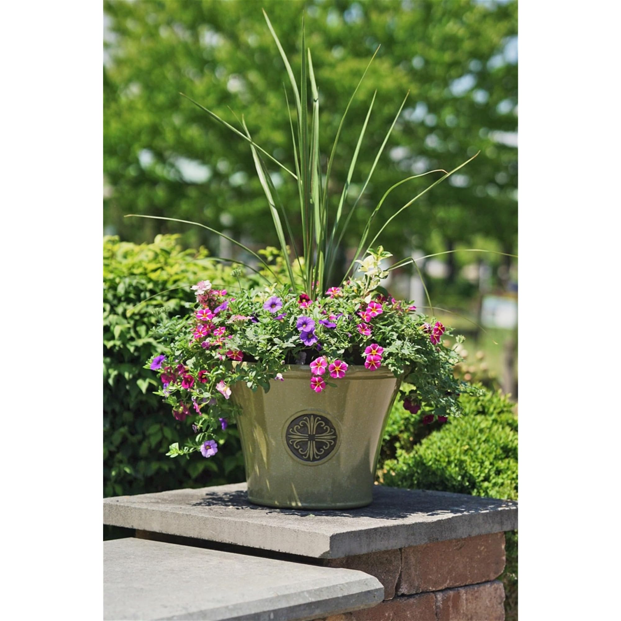 money tree com Money Tree for Sale - Easy to Maintain House Plant - 1 Gallon