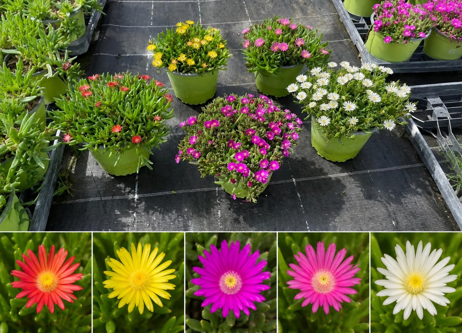 DELOSPERMA 5 COLORI MESEMBRIANTEMO RIFIORENTE, 5 PIANTE IN VASO 14 cm