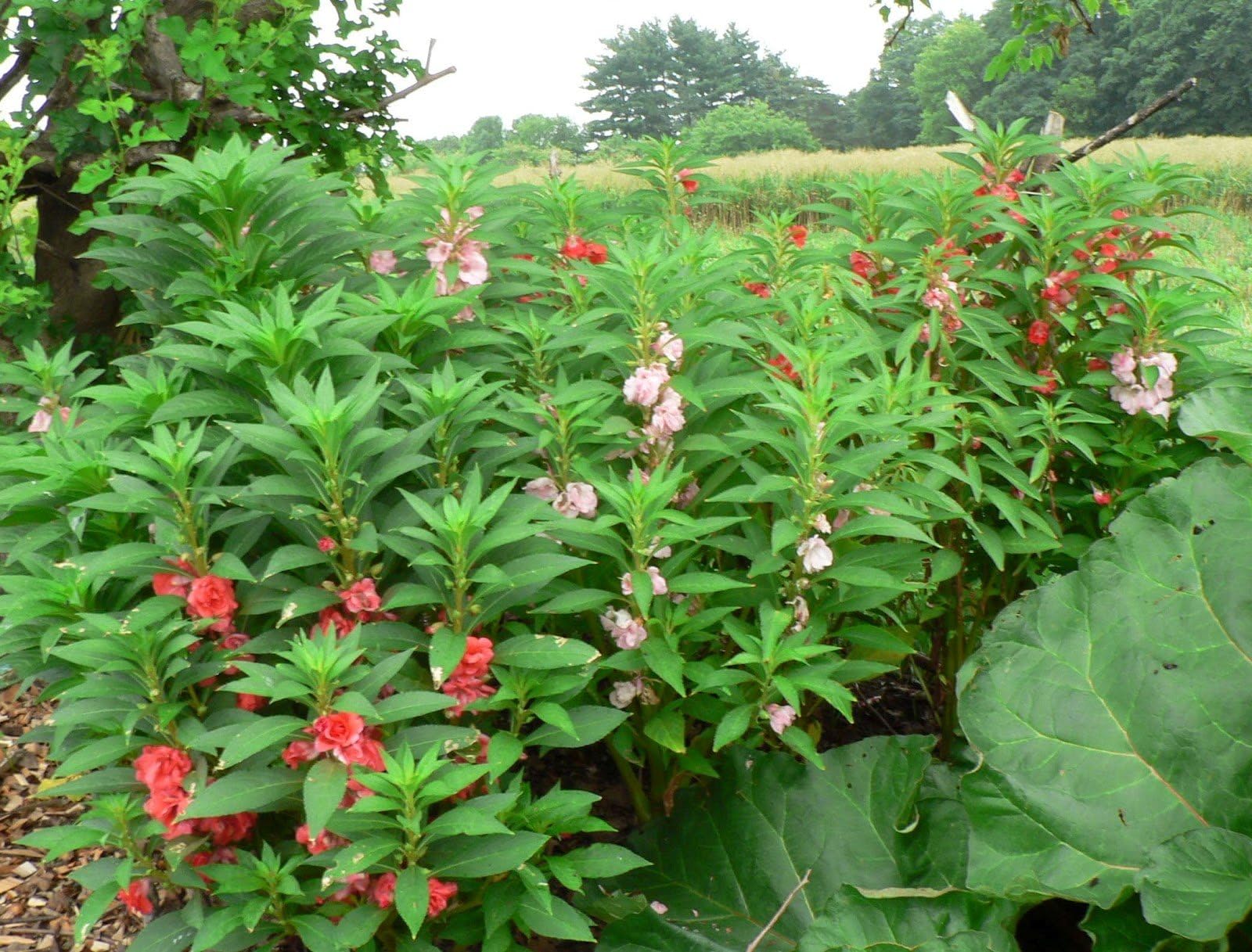 Semillas Balsam Camellia Mezcla Florecida/Impatiens Balsamina/Flores Anuales 7