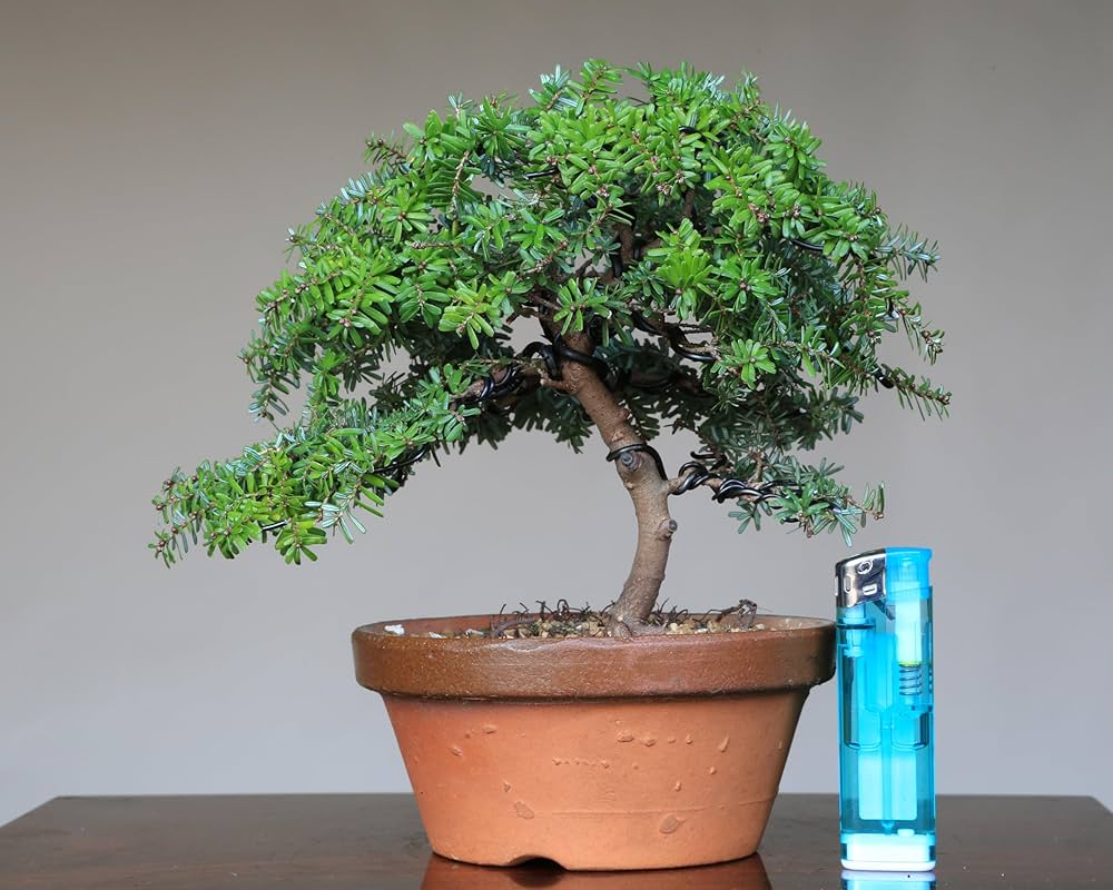 Amazon.co.jp: 八房米栂(コメツガ)『玉盛』ギョクセイ 小品盆栽