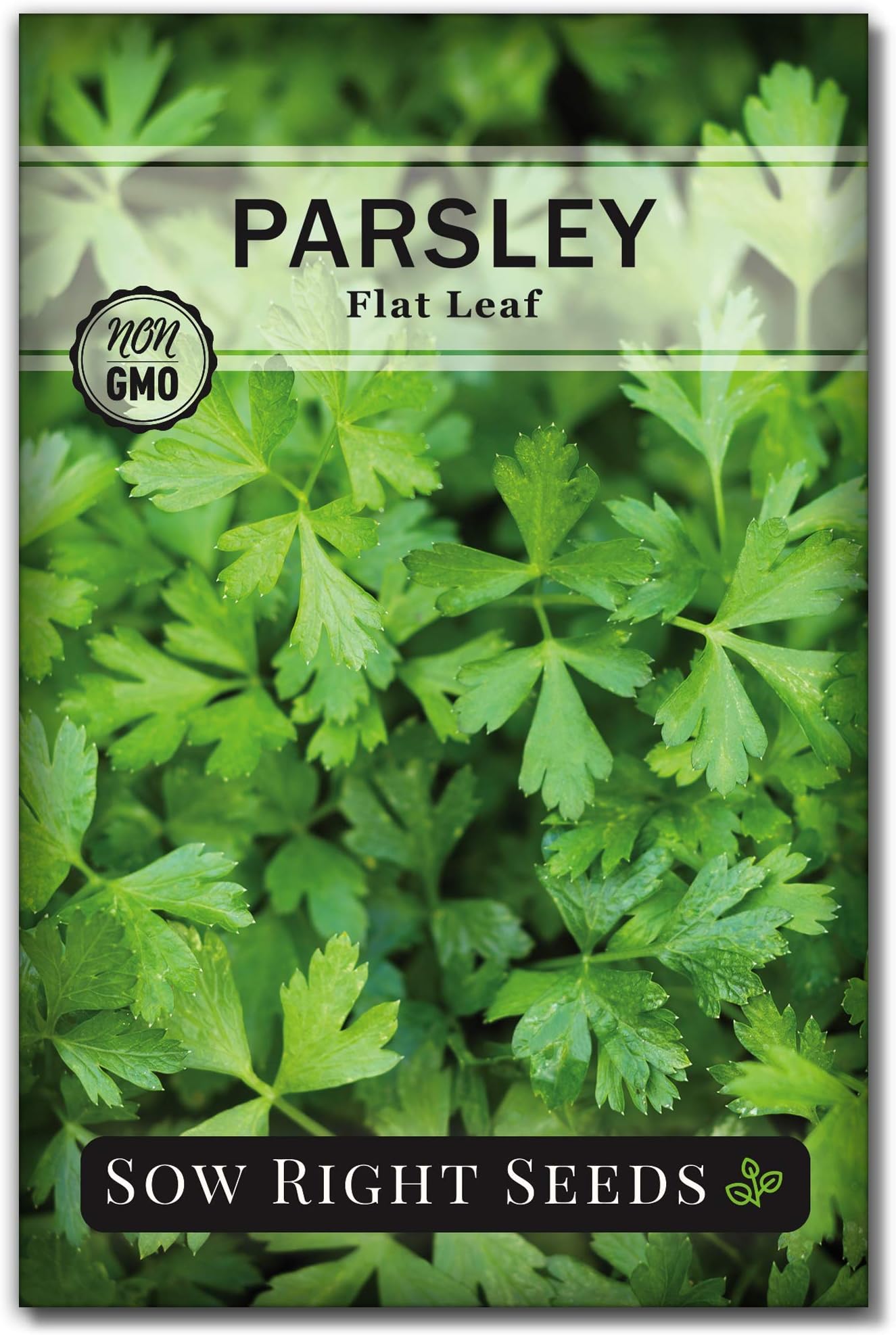 Sow Right Seeds - Flat Leaf Parsley Seed for Planting - Non-GMO Heirloom Packet with Instructions to Plant and Grow a Kitchen Herb Garden - Indoor or Outdoor - Great for Hydroponics Growing (1)
