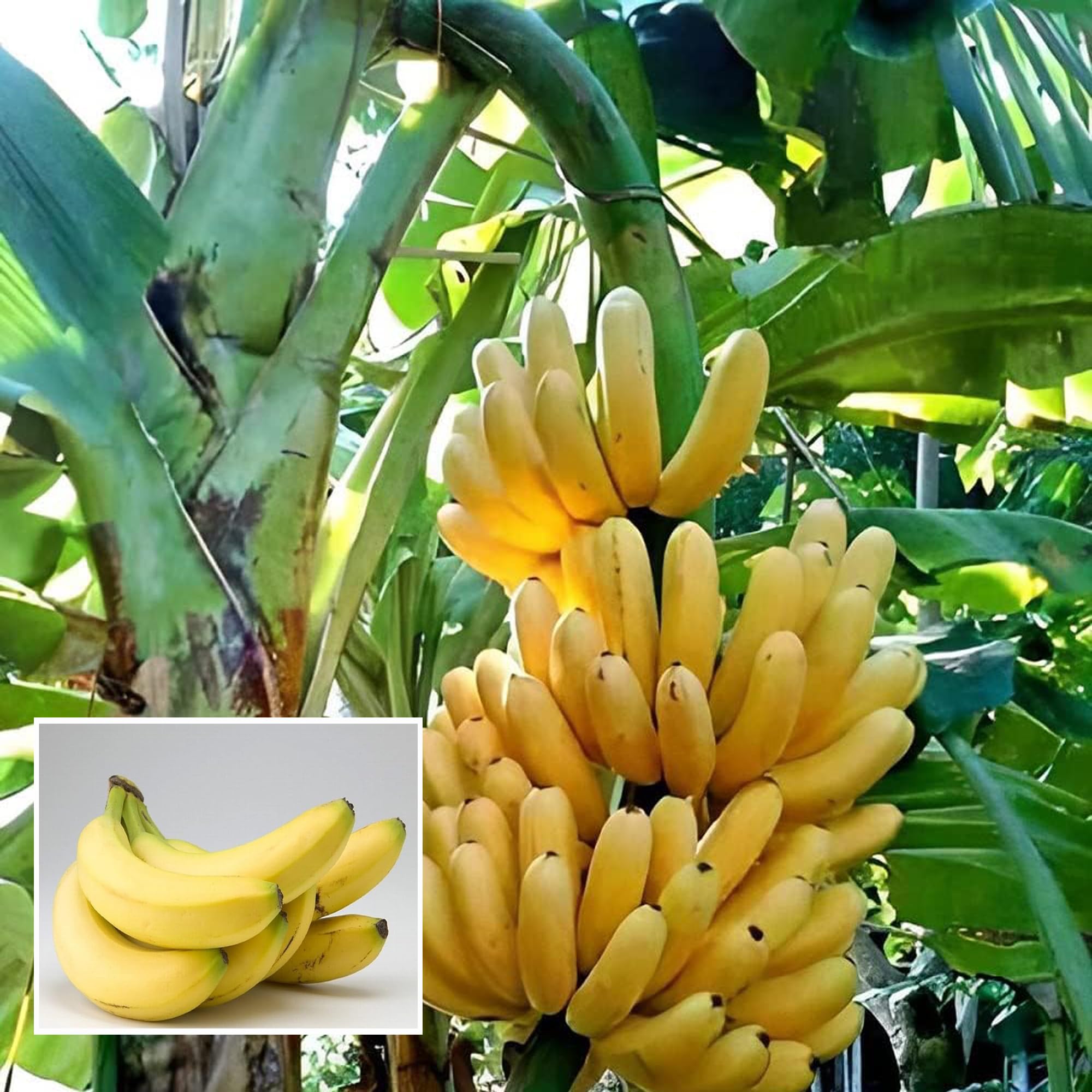 See full amazon price history chart for HAPING Singapuri Banana Tissue Caltured Fruit Fruit Live Plant (1.5-2 Feet Height) HAPING Singapuri Banana Tissue Caltured Fruit Fruit Live Plant (1.5-2 Feet Height) (B0CV4Y64L4) Amazon Price History, Amazon Price Tracker