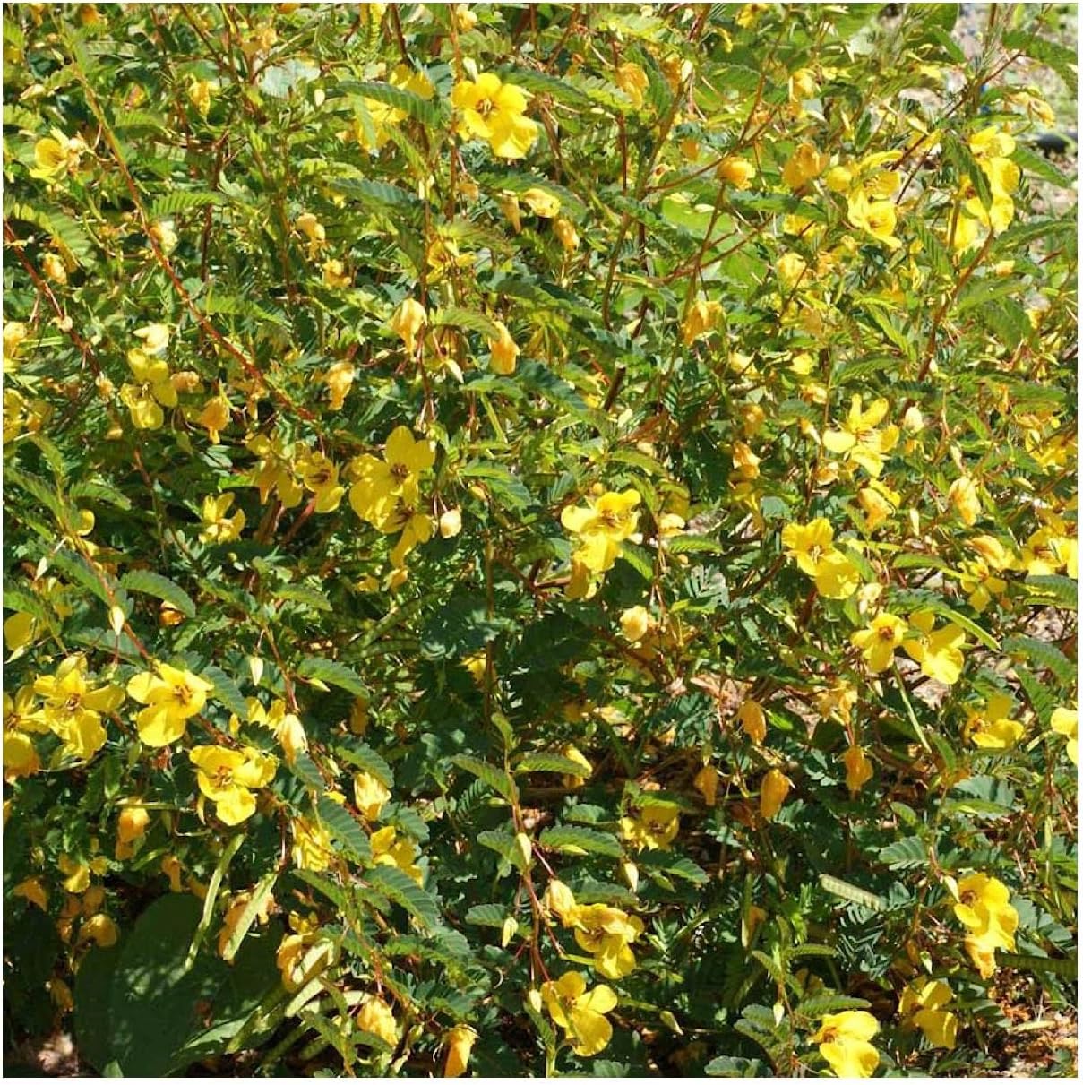 Everwilde Farms - 1 Lb Partridge Pea Native Wildflower Seeds - Gold Vault