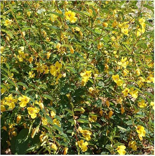 Miniatura 4 de Everwilde Farms - 300 semillas de flores silvestres nativas de guisantes perdiz - Paquete de semillas jumbo Gold Vault