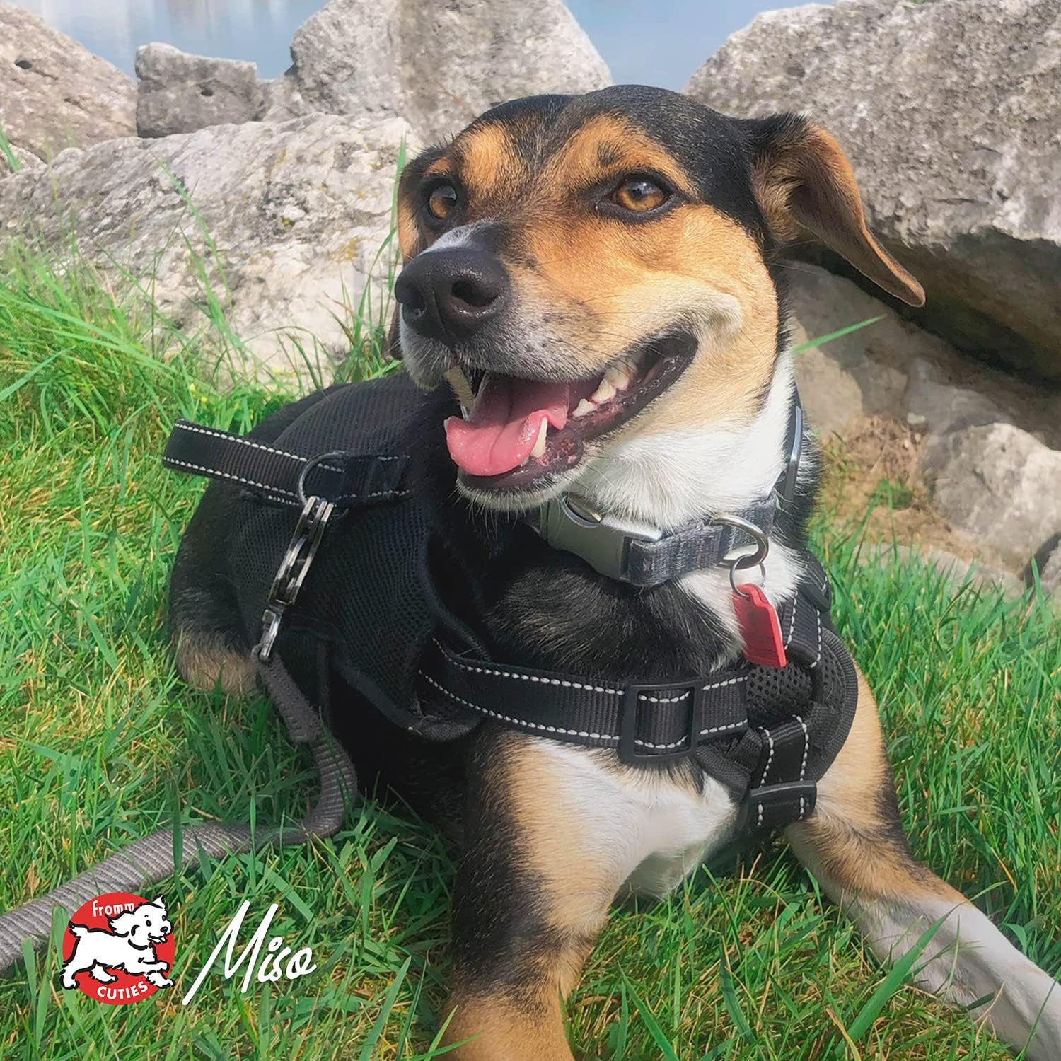 Fromm Chicken & Sweet Potato Pate Dog Food - Premium Wet Dog Food - Chicken Recipe - Case of 12 Cans